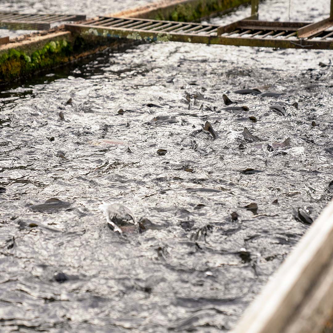 Commercial Fish Farming